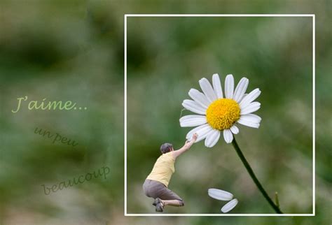 marguerite